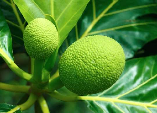 Fruits à pain sur l'arbre